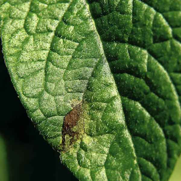 Phytophtora infestans